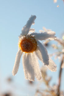 Hoarfrost-covered flower by Intensivelight Panorama-Edition