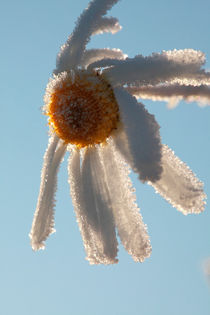 Frosty flower by Intensivelight Panorama-Edition
