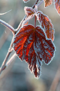 Red frosty leaf by Intensivelight Panorama-Edition