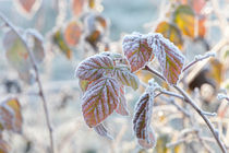 Frost covered bramble leaves von Intensivelight Panorama-Edition