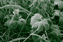 Frost on green leaves von Intensivelight Panorama-Edition