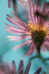 Autumn aster by Intensivelight Panorama-Edition