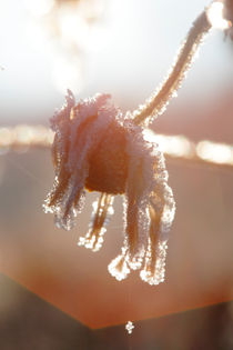 Frost covered marguerite by Intensivelight Panorama-Edition