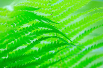 Green wave of fern leaves von Intensivelight Panorama-Edition