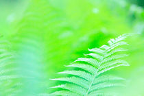 Spring green fern leaves von Intensivelight Panorama-Edition