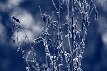 Frost covered flower von Intensivelight Panorama-Edition