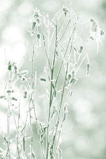 Frost covered flower by Intensivelight Panorama-Edition