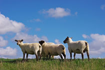 Die Schafe von AD DESIGN Photo + PhotoArt