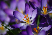 Purple Spring Crocus von Jacqi Elmslie