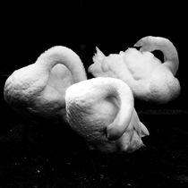 Swans daily grooming von Andras Neiser