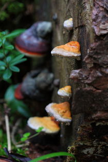 Mushrooms on the tree by Andras Neiser