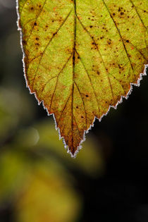 Frost rimmed leaf in fall by Intensivelight Panorama-Edition