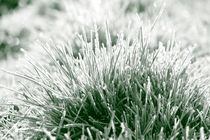 Frost on grasses von Intensivelight Panorama-Edition