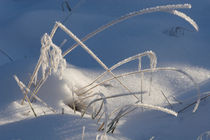 Hoarfrost on grasses by Intensivelight Panorama-Edition