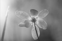 Wood anemone bathing in light by Intensivelight Panorama-Edition