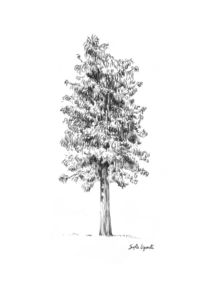 Drawing of a tree by Sofía Ugarte