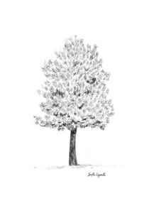 Drawing of a tree von Sofía Ugarte