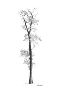 Drawing of a tall tree by Sofía Ugarte