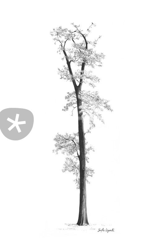 Drawing Of A Tall Tree Drawing Art Prints And Posters By Sofia Ugarte Artflakes Com