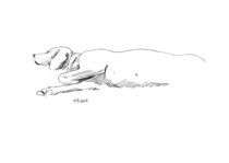 Drawing of a sleeping dog by Sofía Ugarte