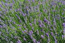 Flowering lavender von Intensivelight Panorama-Edition