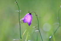 Harebell by Intensivelight Panorama-Edition