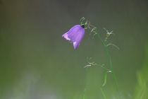 A single harebell by Intensivelight Panorama-Edition