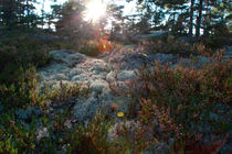 Swedish forest von Intensivelight Panorama-Edition