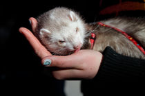 Pet ferret licking a hand von Intensivelight Panorama-Edition