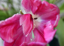 Pinke Tulpe von Franziska Giga Maria