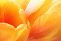 Sunny Yellow Tulip Petals by syoung-photography