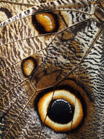 Schmetterling-Makro, Flügel des Bananenfalters, detail of owl butterfly, caligo eurilochus by Dagmar Laimgruber