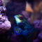 Yellow-and-blue-fish-srgb