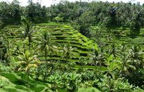 Reisfeld auf Bali von reisemonster