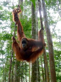 OrangUtan auf Sumatra by reisemonster