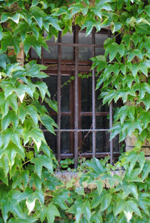 Verstecktes Fenster by hannahw