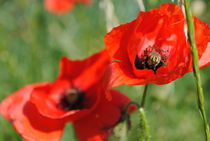 Roter Mohn by hannahw