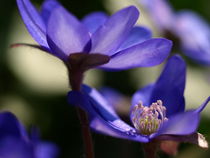 Blaue Frühlingsstunde von Brigitte Deus-Neumann