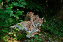 Female lynx with cub von Intensivelight Panorama-Edition