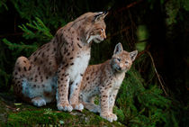 Lynx mother with her kitten von Intensivelight Panorama-Edition