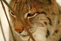 Portrait of a lynx von Intensivelight Panorama-Edition