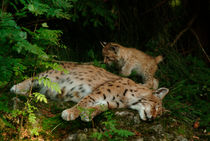 Lynx mother with her kitten von Intensivelight Panorama-Edition