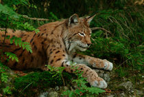Lynx resting in the forest von Intensivelight Panorama-Edition