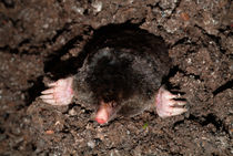 Mole by Intensivelight Panorama-Edition