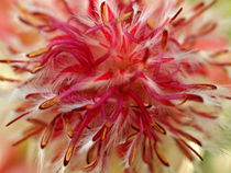 Blüten - Makro, serruria florida, Protea by Dagmar Laimgruber