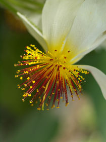 Blüte der Kapländischen Zimmerlinde, Sparrmannia, Blossom of african linden   von Dagmar Laimgruber