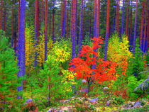 Fall colors by Pauli Hyvonen