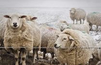 Sheep by Jeremy Sage