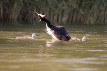 Grebe mama shakes herself with two chicks by Andras Neiser
