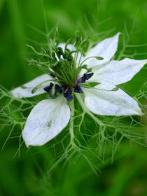 Blüte der Jungfer im Grünen, nigella damascena. Blossom of -love- in- a- mist- (blackseed) von Dagmar Laimgruber